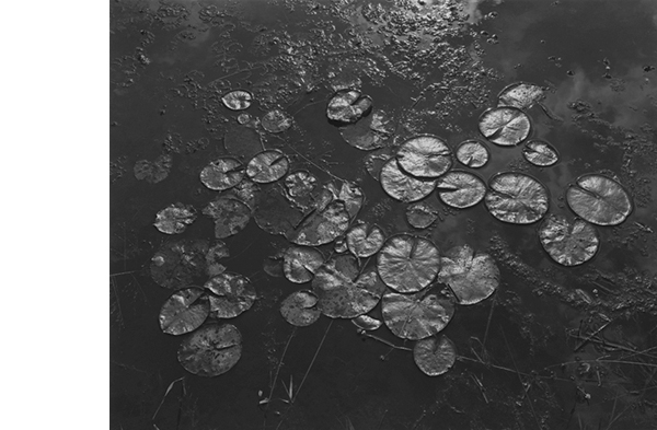 George Tice, "Aquatic Plants #8," Helmetta, NJ, 1967, Platinum/ Palladium Print.